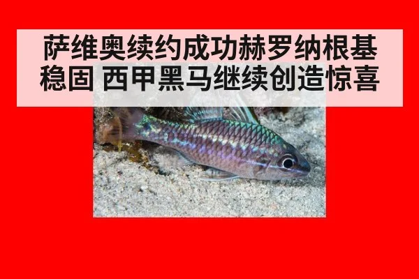 萨维奥续约成功赫罗纳根基稳固 西甲黑马继续创造惊喜